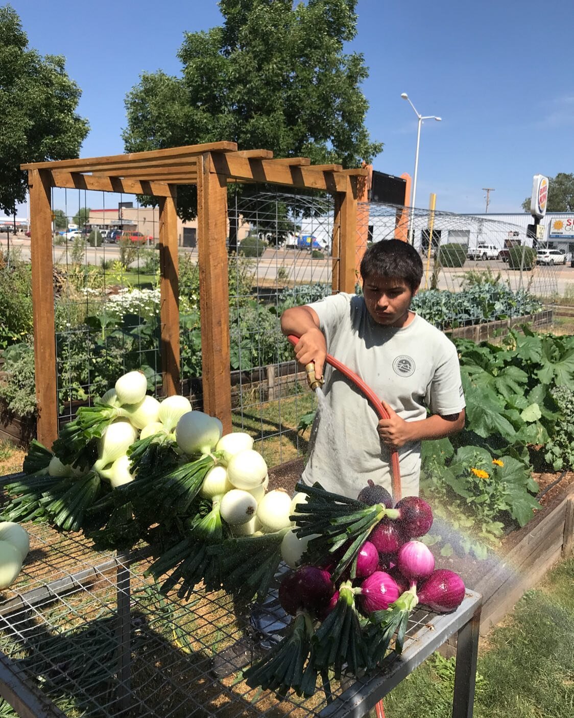 Harvest for the farmers market!
Harvest season is underway and we&rsquo;ll be at the Cortez farmers market this Saturday the 24th! Come say hi and grab some veggies!